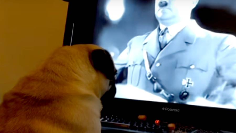 Hombre escocés enfrenta cargos por tener ‘perro nazi’