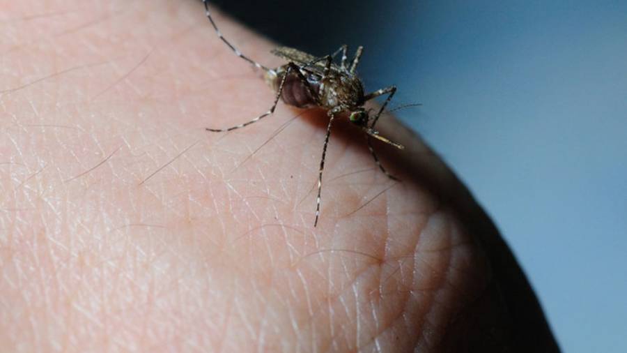 Zika permanece en el semen hasta dos meses: científicos