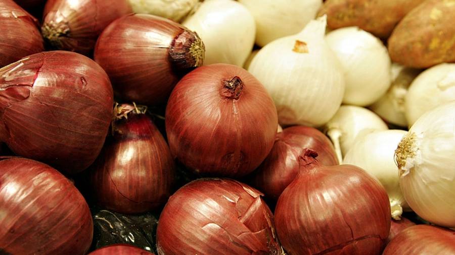 Crean en Japón una cebolla que no provoca lágrimas