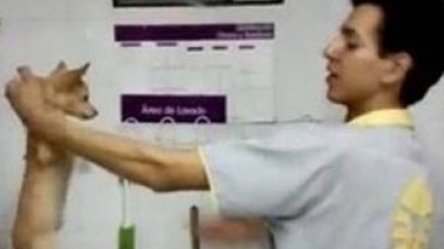 Indigna en redes maltrato animal en +Kota de Galerías Pachuca