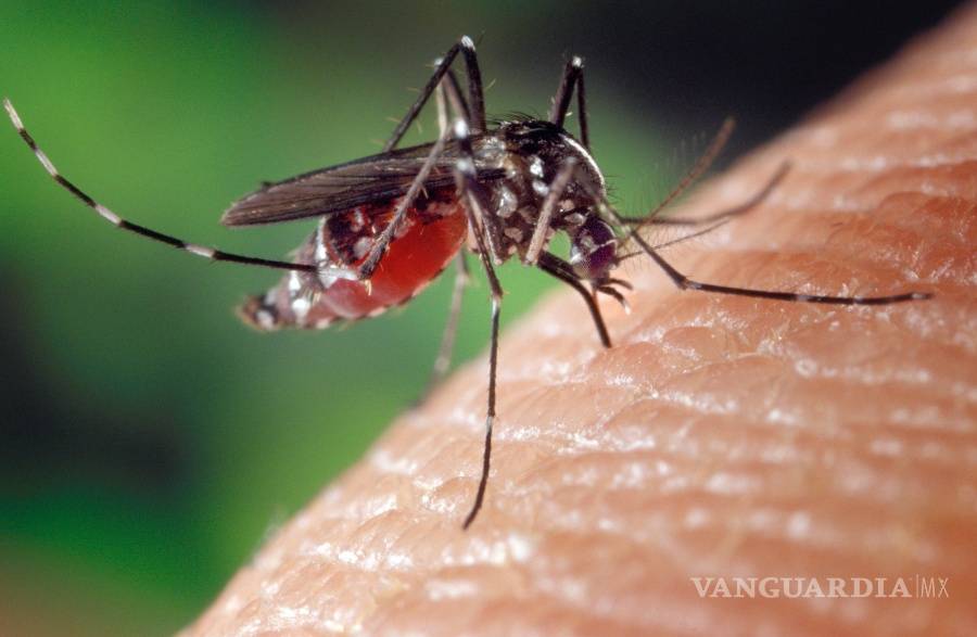 $!Flavivirus, virus causante del dengue y el zika, golpean más fuerte la segunda vez
