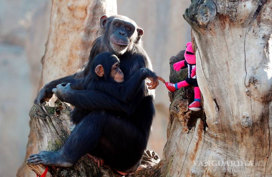$!¿Cuándo los humanos y los simios se separaron?