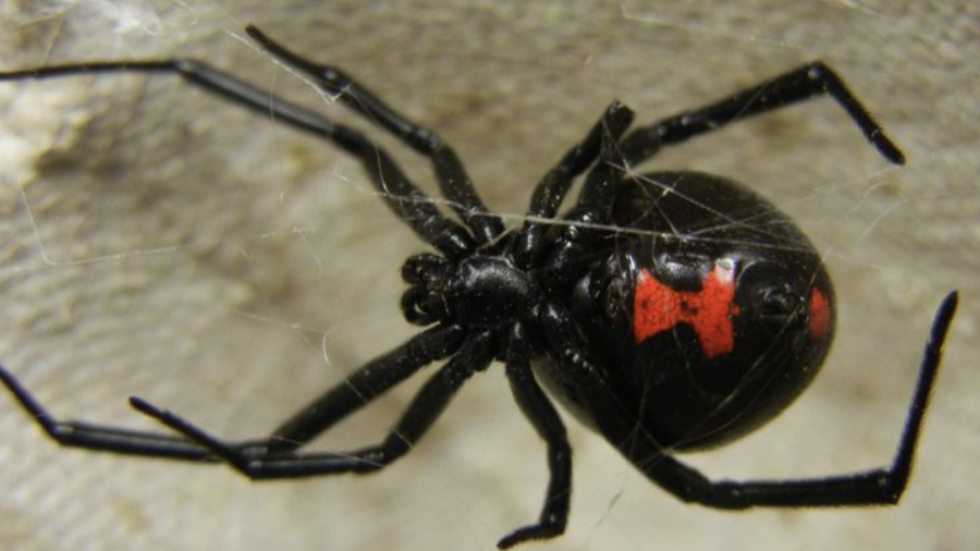Las mordeduras de araña pueden provocar lesiones graves si no se atienden a tiempo; especialistas exhortan a buscar atención médica inmediata ante cualquier sospecha de picadura de una especie ponzoñosa.