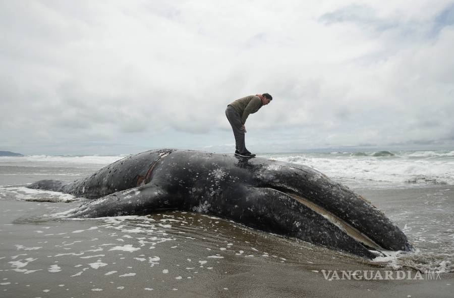 $!Encuentran a novena ballena muerta en la bahía de San Francisco