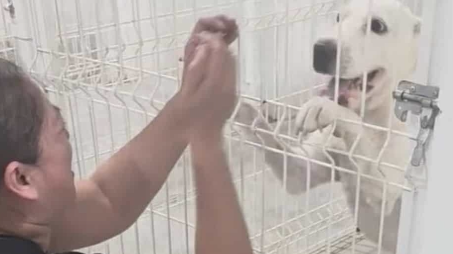 Los animales reaccionaron con alegría al reencontrarse con quien asegura ser su propietaria.