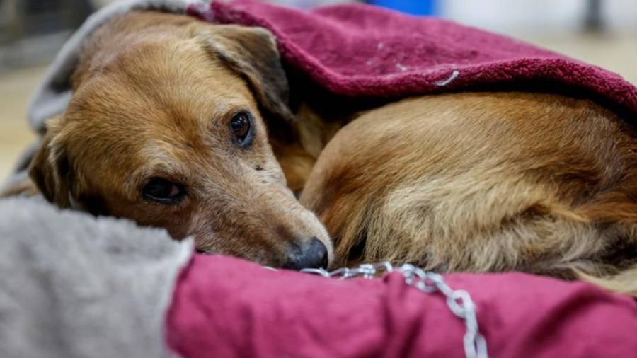 El municipio ha recibido denuncias ciudadanas por perros expuestos al frío.