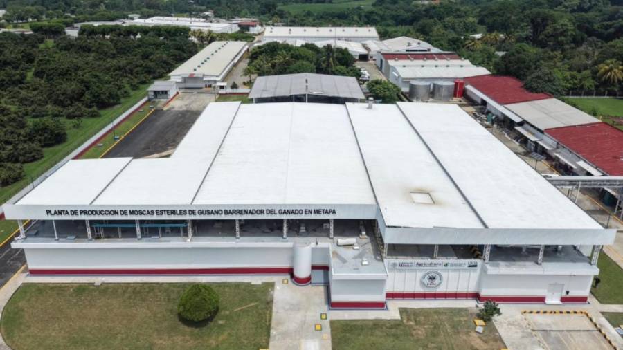 La mandataria señaló que el programa se fortalecerá con la operación de la planta de producción de moscas estériles inaugurada recientemente en Chiapas.