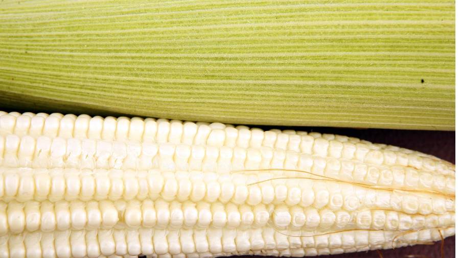 Para productores que quedaron fuera del esquema, además de ser insuficiente, es un beneficio que sólo tendrán los industriales que compran el maíz y no se atiende a los estados más afectados por la sequía.