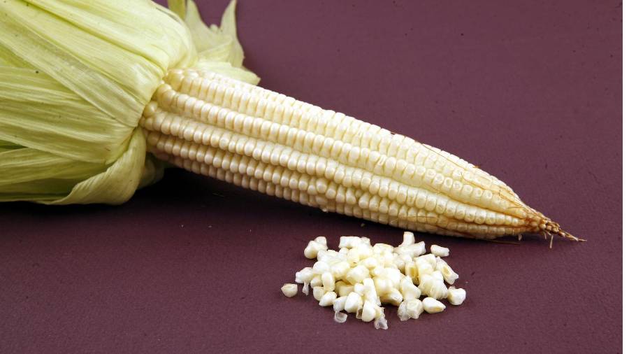 El Frente Nacional para el Rescate del Campo Mexicano ha iniciado bloqueos carreteros exigiendo certidumbre y apoyos directos para evitar la descapitalización del sector.