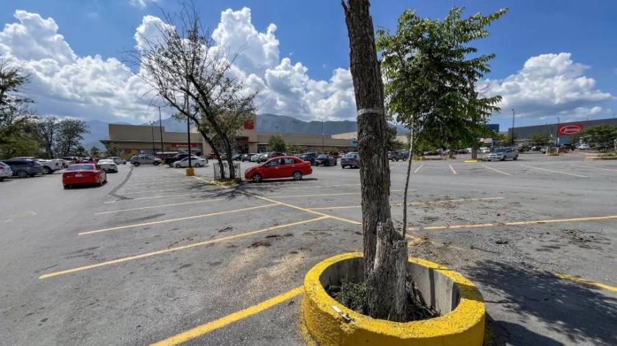 El acuerdo contempla la reposición de 33 árboles como medida de compensación.