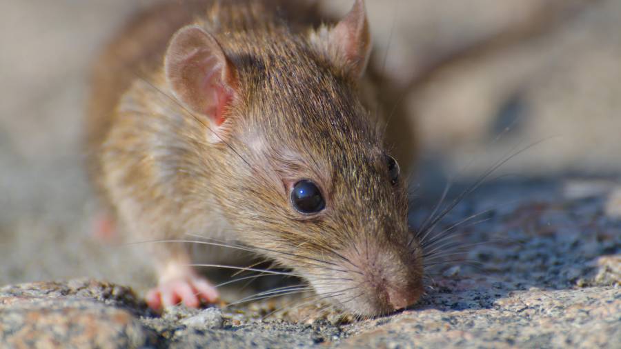 Los hantavirus son una familia de virus que afecta fundamentalmente a los roedores.