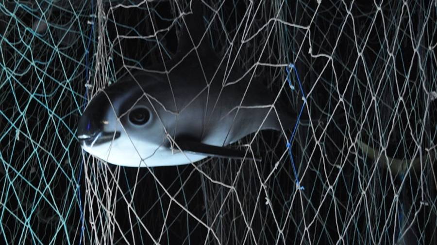 Muere vaquita marina en red de pesca en Baja California (VIDEO)