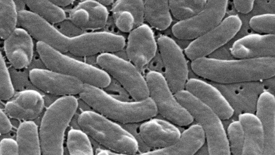 Durante décadas, Vibrio vulnificus estuvo especialmente asociada con las cálidas aguas del sureste estadounidense y del Golfo de México.