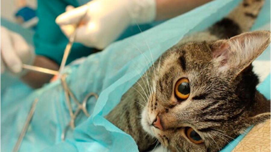Un gato esterilizado: con siete vidas y más feliz