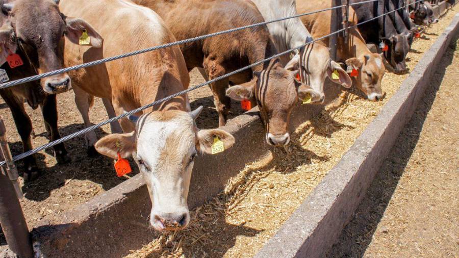 Productores ganaderos conocerán las nuevas opciones de financiamiento impulsadas por el Gobierno estatal.