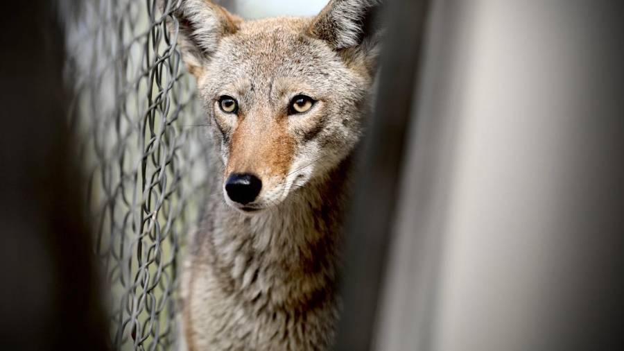 El animal fue identificado como un coyote de mediana edad el cual fue rescatado y puesto bajo resguardo.