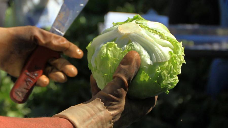 Aunque Taylor Farms retiró voluntariamente la lechuga iceberg proveniente de México, especialistas recomiendan optar por lechugas de cabeza entera y lavarlas muy bien en casa mientras concluye la investigación.