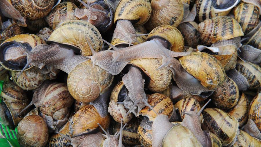 La gente ha comido caracoles desde hace al menos 170.000 años, y los caracoles han sido un aperitivo en el Mediterráneo.