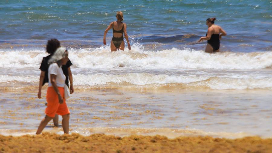 La macroalga afecta la imagen turística, dificulta el acceso al mar y genera malos olores por su descomposición. FOTO: Cuartoscuro