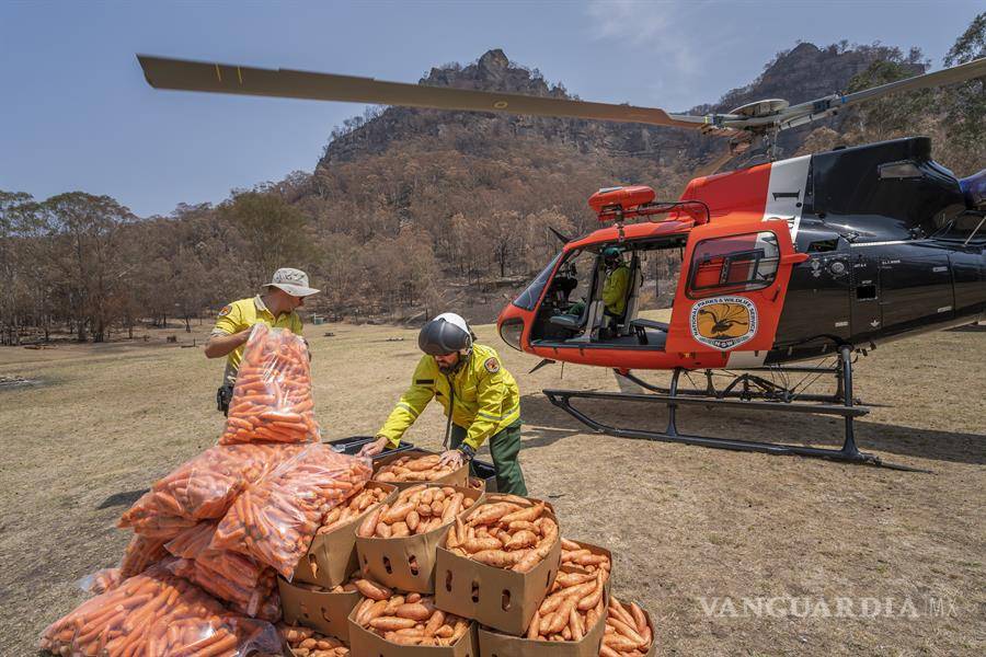 $!Australia intenta salvara a los animales afectados por incendios, lanza desde helicópteros comida