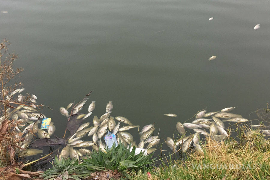 $!Mueren cientos de peces en lago de la Ciudad Deportiva de Saltillo