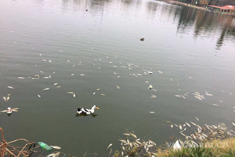 $!Mueren cientos de peces en lago de la Ciudad Deportiva de Saltillo