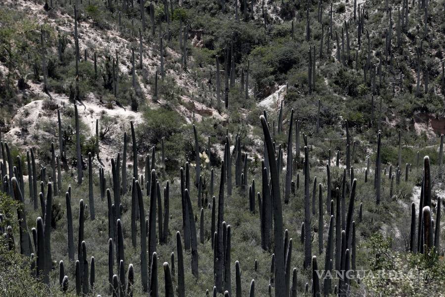 $!Valle de Tehuacán-Cuicatlán es declarado Patrimonio de la Humanidad