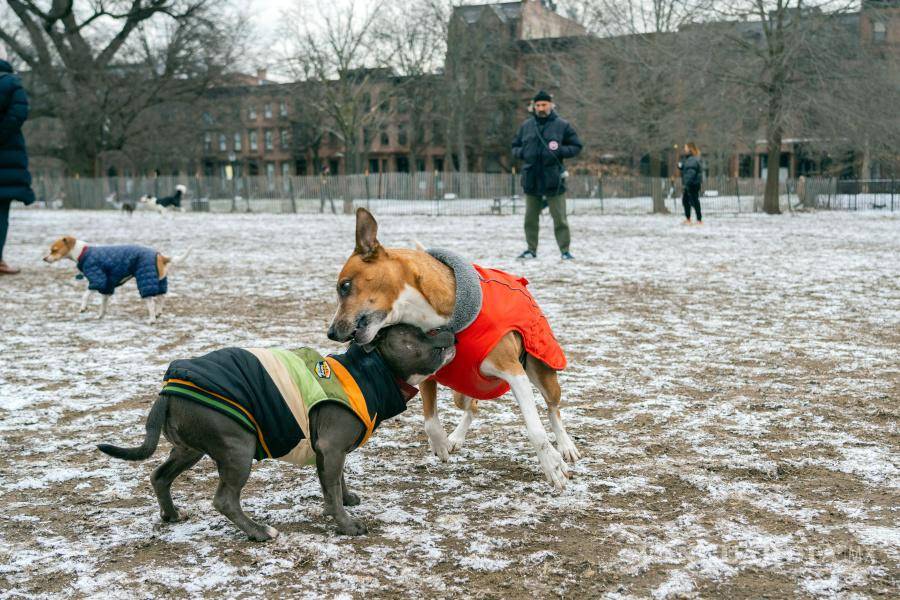 $!Los perros juegan en un área sin correa de Fort Greene Park en Brooklyn.