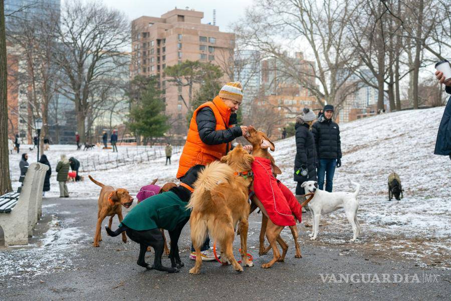 $!Perros en busca de un regalo en un área sin correa de Fort Greene Park en Brooklyn.