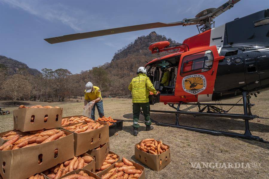 $!Australia intenta salvara a los animales afectados por incendios, lanza desde helicópteros comida