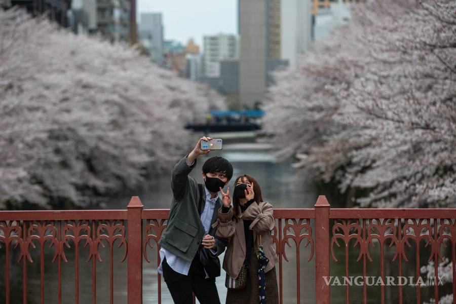 $!Rápida floración de los cerezos bate récords en Japón, creen que es por el cambio climático