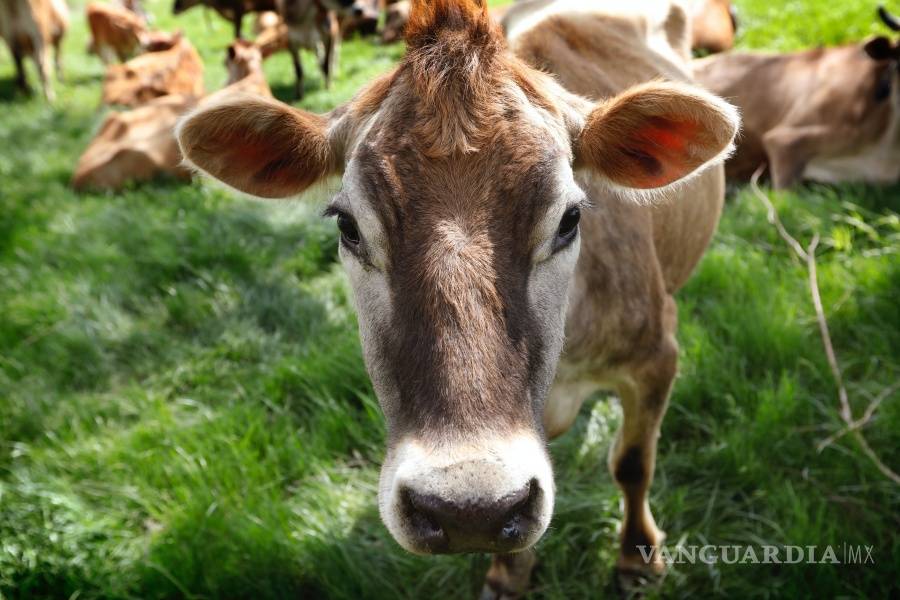 $!Vacas son alimentadas con algas para reducir el impacto medioambiental del gas metano