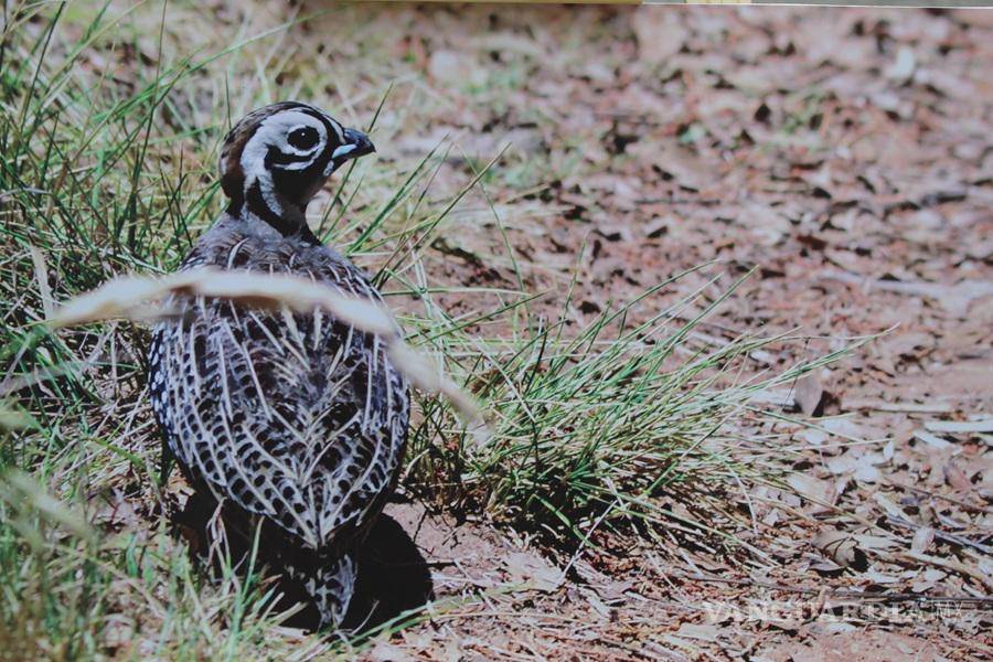$!Especialistas destacaron la importancia ecológica de los pastizales para la biodiversidad.