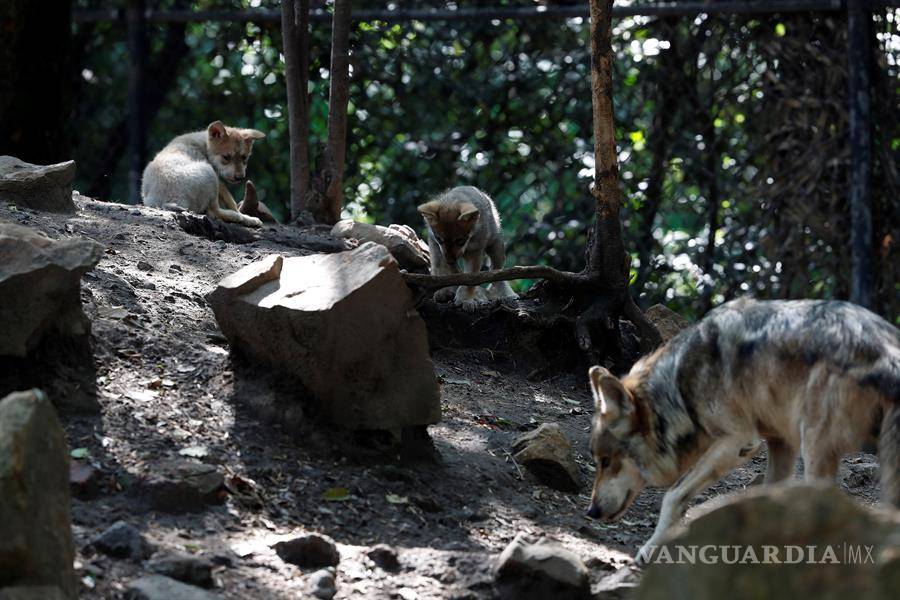 $!Cinco nuevas crias de lobo mexicano dan esperanza en mantener la especie