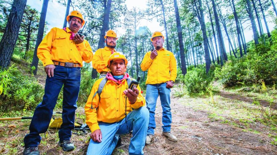 La brigada rural de SEMA en Mesa de las Tablas, en la Sierra de Arteaga. Foto: