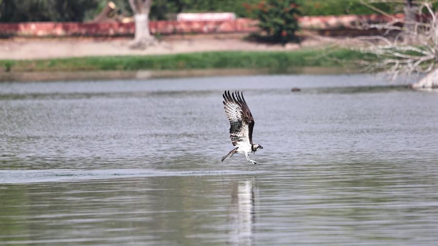 El águila pescadora es una rapaz especializada en capturar peces; su presencia en Saltillo ha sido documentada en distintas temporadas.