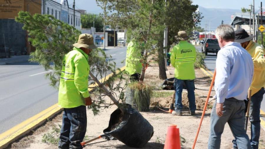 El programa ‘Bosques urbanos lineales’ amplía la cobertura vegetal en vialidades principales de Saltillo.
