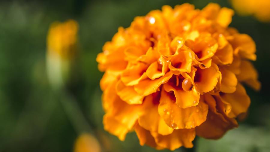 Además de ser una flor representativa del Día de Muertos, el cempasúchil puede ayudar a atraer abejas, mariposas y colibríes.