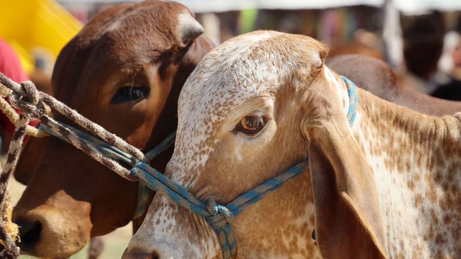 Criadores y vendedores de ganado cuidan de sus animales ante la presencia de gusano barrenador en Durango