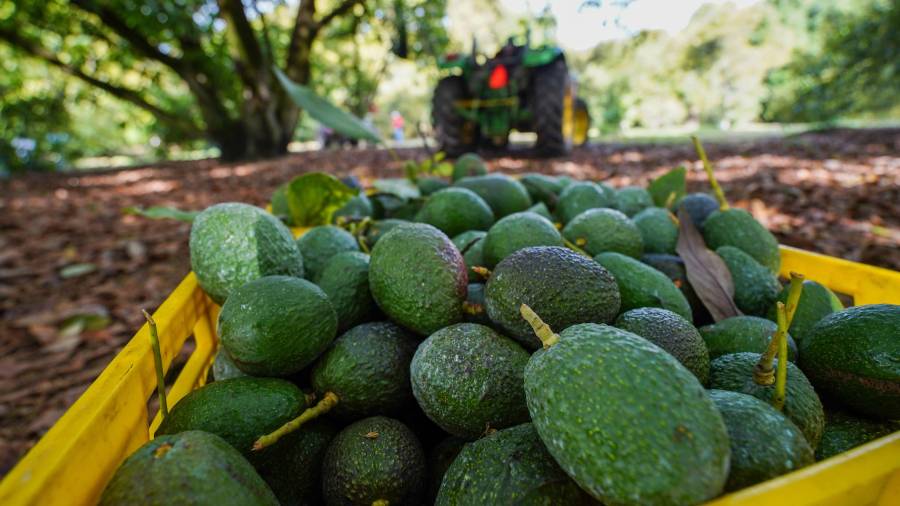 Estados Unidos reanudó sus actividades oficiales en Michoacán y las exportaciones de aguacate hacia su territorio, informó el embajador Ronald Johnson.