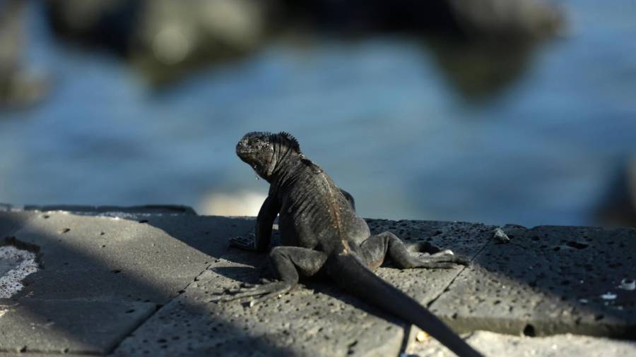 En esta foto del 2 de mayo de 2020, una iguana marina toma el sol al borde de un paseo marítimo en San Cristóbal, Islas Galápagos, Ecuador.