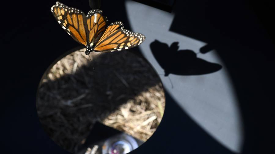 No es solo una mariposa: es una pregunta enorme, latiendo en miniatura.