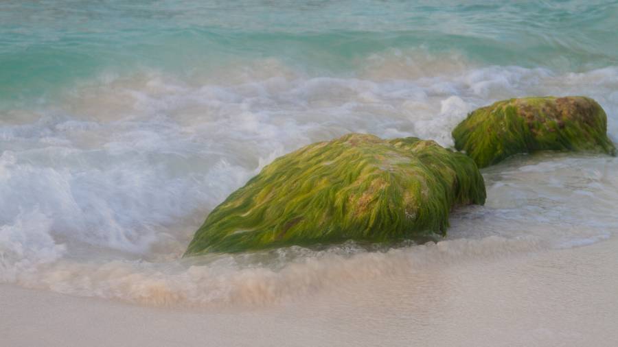 Fotografía con tu teléfono celular Parte 3