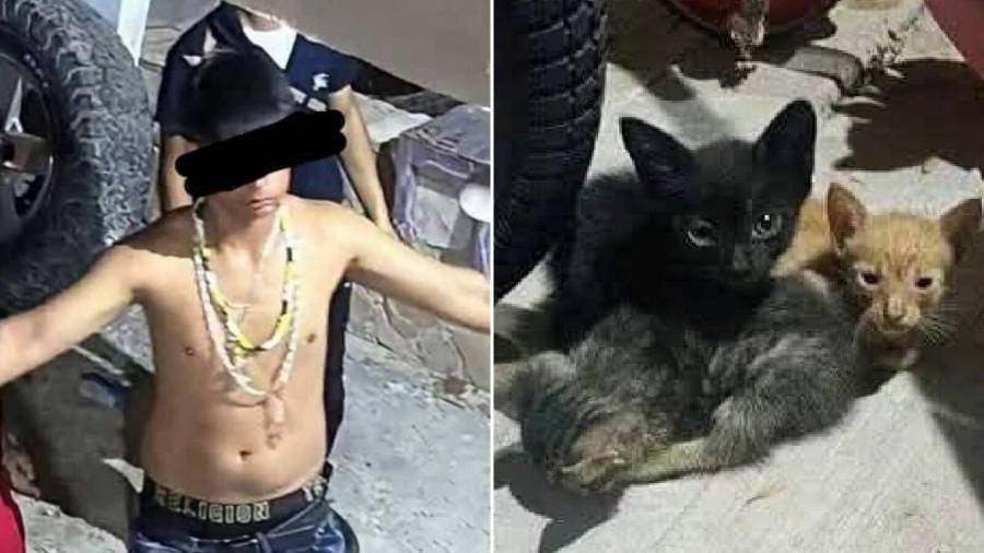Un juez impuso resguardo domiciliario y brazalete electrónico al menor señalado por la presunta agresión que provocó la muerte de dos gatos en Ciudad Acuña.