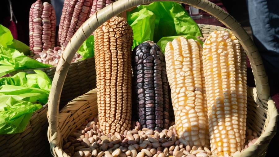 Mientras EU prevé una producción de 432.3 millones, México espera un total de 26 millones de toneladas.