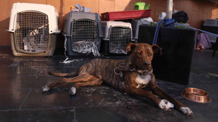 Señalan que los ataques no deben normalizarse, pero también advirtió que hay animales abandonados, mal socializados o privados de condiciones mínimas de bienestar.