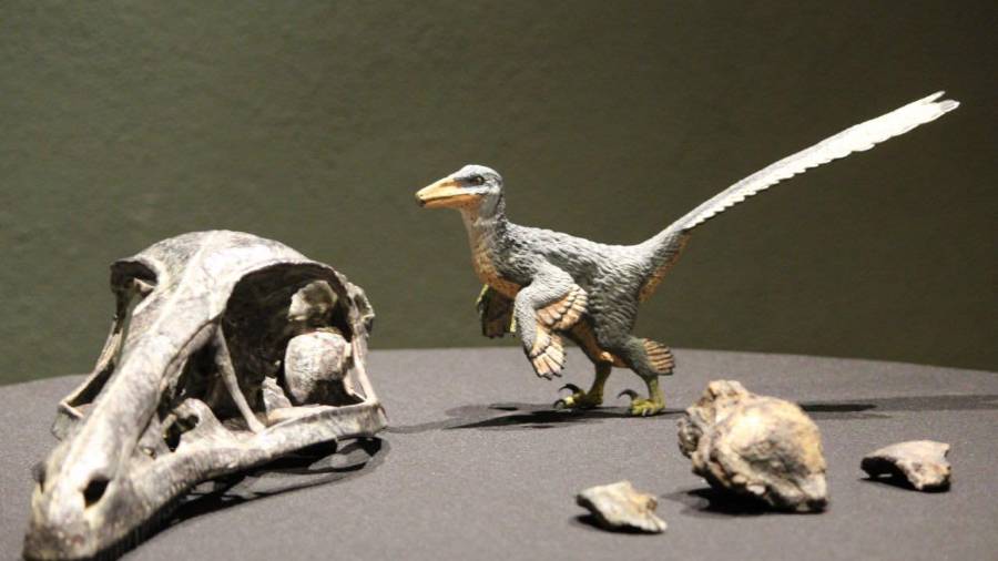 Xenovenator esponosai es una nueva especie de dinosaurio presentada hace pocos días por el Museo del Desierto.