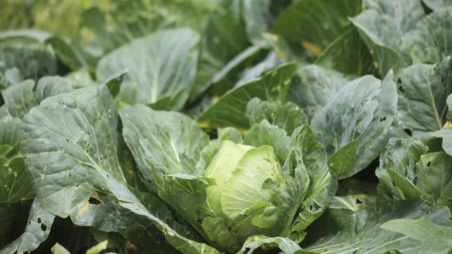 Un cultivo de lechugas. El domingo, la empresa Taylor Farms ubicada en Doctor Mora, Guanajuato anunció que la FDA se había disculpado después de que una prueba de Cyclospora resultara ser un falso positivo.