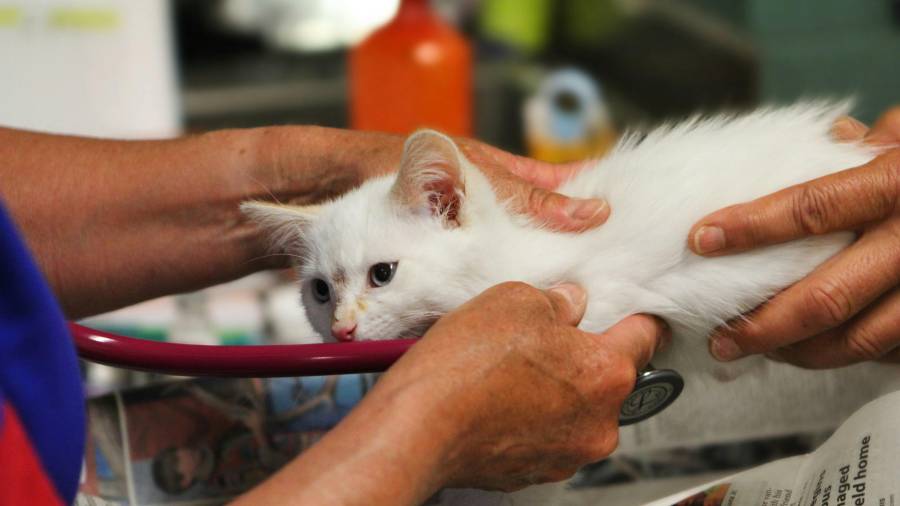 El Ayuntamiento de Saltillo inicia una campaña que ofrece esterilizaciones a bajo costo y desparasitaciones gratuitas.