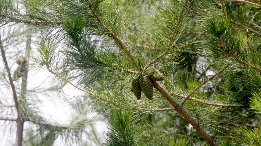 El Pinus greggii destaca por su capacidad de adaptarse a suelos pobres y condiciones difíciles.
